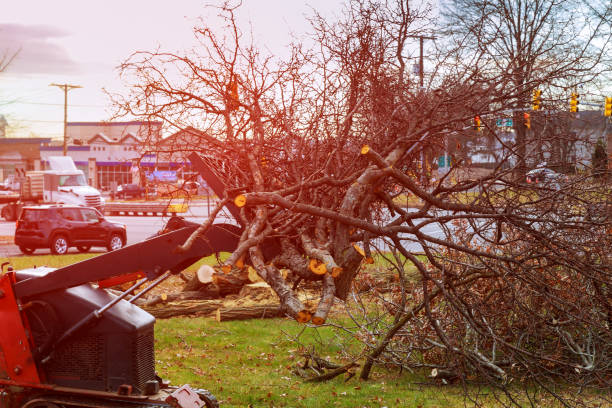 Best Tree Preservation Services  in Floresville, TX